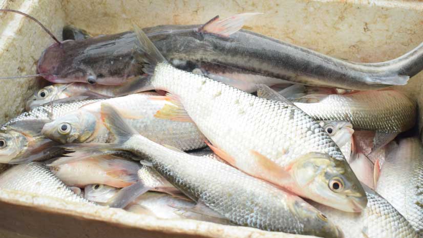 Los pescadores de La Playa, Betulia, sufren las consecuencias de la contaminación producida por la represa de Hidrosogamoso, un proyecto construido por Isagen en Santander.