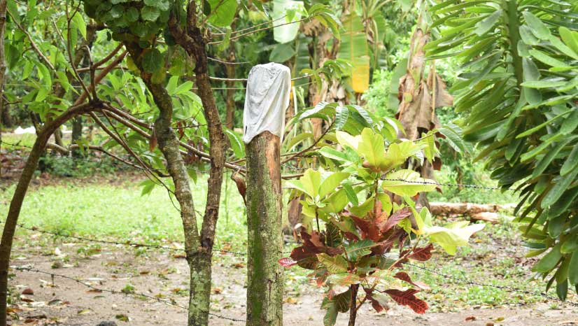 Los pescadores de La Playa, Betulia, sufren las consecuencias de la contaminación producida por la represa de Hidrosogamoso, un proyecto construido por Isagen en Santander.