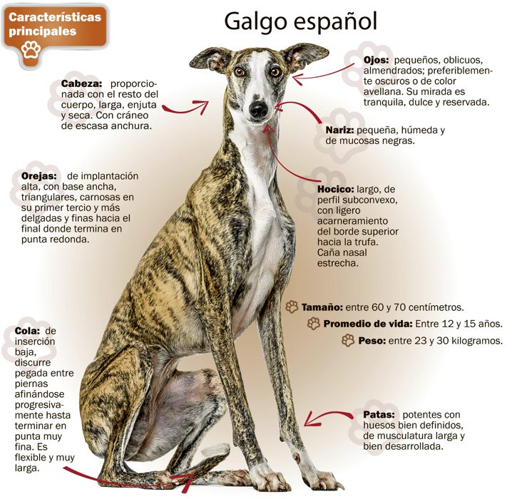 son huesos facilmente digeridos por un galgo italiano