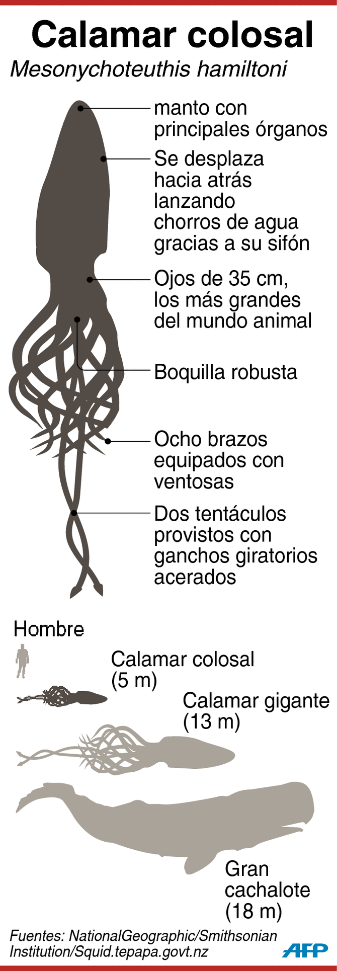 Mesonychoteuthis hamiltoni, calamar colosal al que le hicieron autopsia